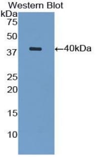 VCAM1 / CD106 Antibody (aa409-682, clone C1)