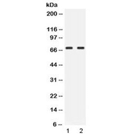 Polyclonal Rabbit anti-Human NFIA / Nuclear Factor 1 Antibody (IHC, WB)