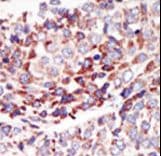 TEK / TIE2 Antibody (aa758-789)