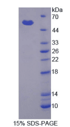 Cow MMP3 Protein (Recombinant His-T7, N-terminus)