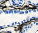 Collagen IV Antibody (clone CIV22)