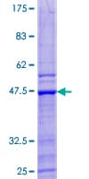 Human MAFG Protein (Recombinant GST)