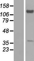 EXTL2 Protein (Over-Expression Lysate Myc-DDK (Flag))