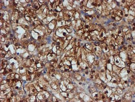 SAT2 Antibody (clone OTI2B3)
