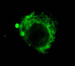 LAMP2 / CD107b Antibody (clone GL2A7, Biotin)