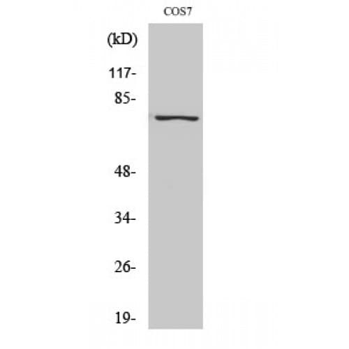 RELA / NFKB p65 Antibody (470-550 aa)