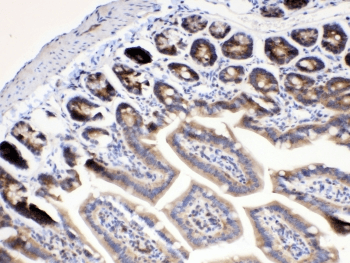 RANBP1 Antibody