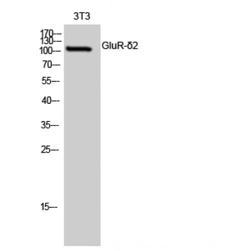 GRID2 Antibody (800-880 aa, C-terminal)