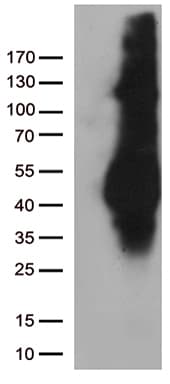 M6PR Antibody (aa27-185, clone OTI2F3, Carrier-free)