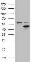Monoclonal Mouse anti-Human DAP3 Antibody (clone OTI1B5, aa161-398, WB)