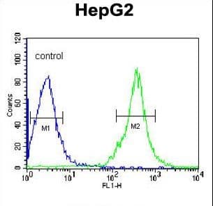 FGG / Fibrinogen Gamma Antibody (aa91-118)