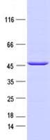 Human IDH2 Protein (Recombinant DDK,C-terminus)