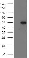 GBA3 / CBG Antibody (clone OTI4C7)