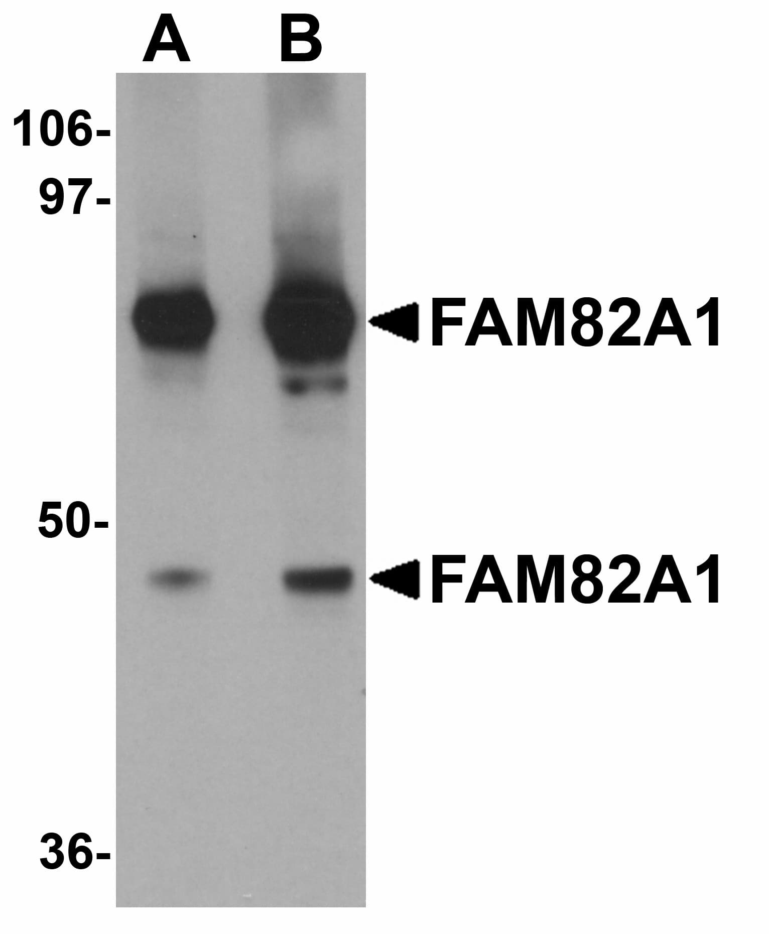 FAM82A1 Antibody
