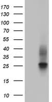 CD63 Antibody (clone OTI5E4)