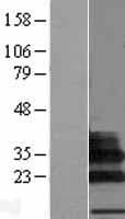 SIGLECL1 Protein (Over-Expression Lysate Myc-DDK (Flag))