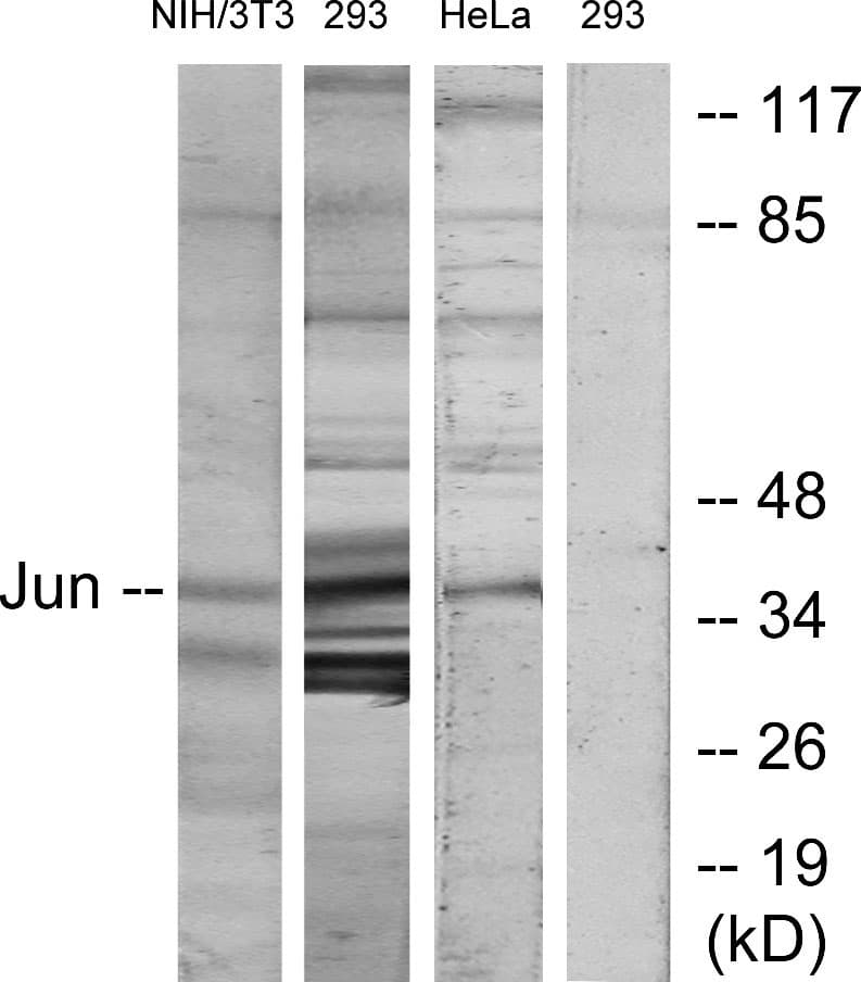 Polyclonal Rabbit anti-Human JUN / c-Jun Antibody (aa137-186, IHC, WB)