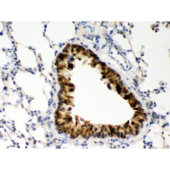 COMT Antibody (aa52-271)