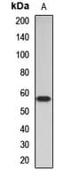 ACVR2 / ACVR2A Antibody