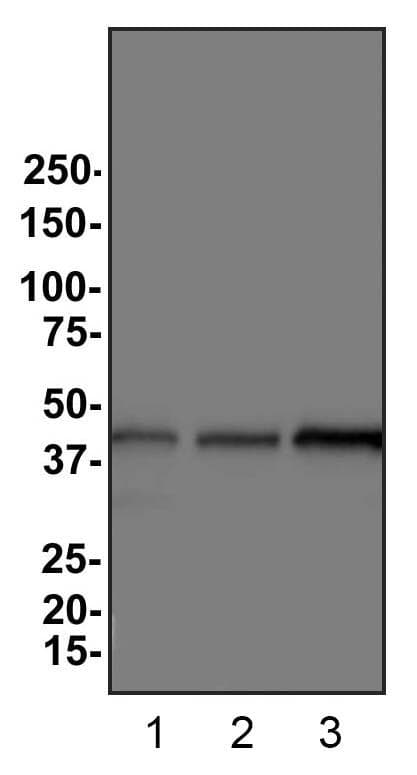 ACTB / Beta Actin Antibody (N-Terminus, clone 8H10D10)