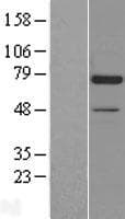 DCLRE1C / Artemis Protein (Over-Expression Lysate Myc-DDK (Flag))