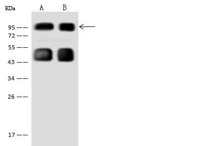 EDR / PEG10 Antibody