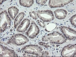 TLE1 / TLE 1 Antibody (clone OTI3H3)