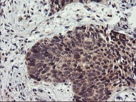 LRRC25 Antibody (clone OTI1D9)