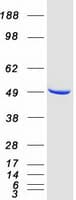 Human GALK2 Protein (Recombinant Myc-DDK (Flag))