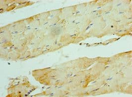 CCN5 Antibody (aa1-250)