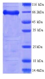 Mouse FAM111A Protein (Recombinant His)