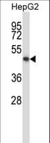 KCNK10 / TREK Antibody (aa504-532)