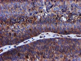 EPN2 Antibody (clone OTI1C2)