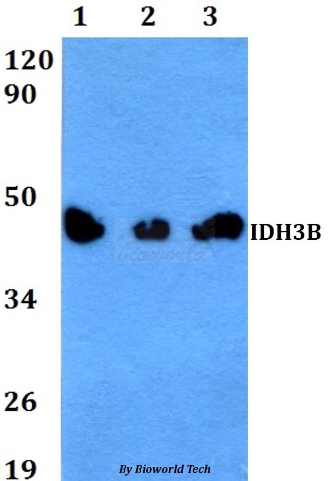 IDH3B Antibody