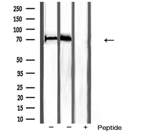 HSPA8 / HSC70 Antibody