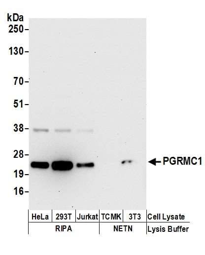 PGRMC1 / MPR Antibody (aa145-195)