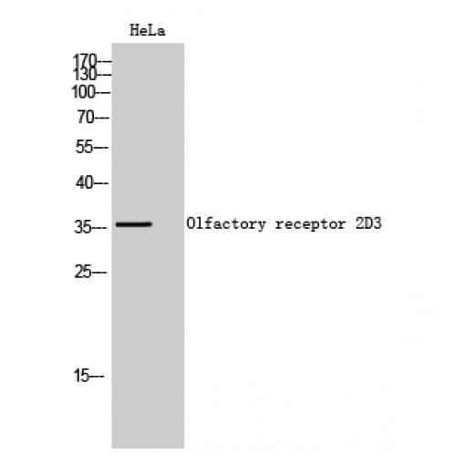 Polyclonal Rabbit anti-Human OR2D3 Antibody (200-280 aa, C-terminal, IF, WB)