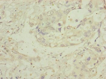 MIPEP Antibody