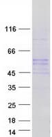 Human PLEKHS1 / C10orf81 Protein (Recombinant Myc-DDK (Flag))