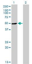 RNH1 Antibody (clone 3F5)