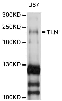 TLN1 / Talin 1 Antibody