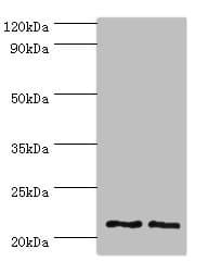 DNAL1 Antibody (aa41-190)