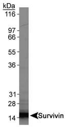 BIRC5 / Survivin Antibody (aa57-67, clone 60.11, DY488)