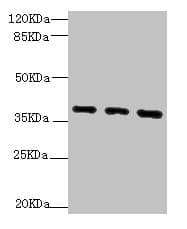 QKI Antibody