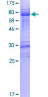 Human DNTNP / FAM53A Protein (Recombinant GST)