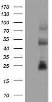 IHC-plus™ CD8A / CD8 Alpha Antibody (clone OTI3H6)