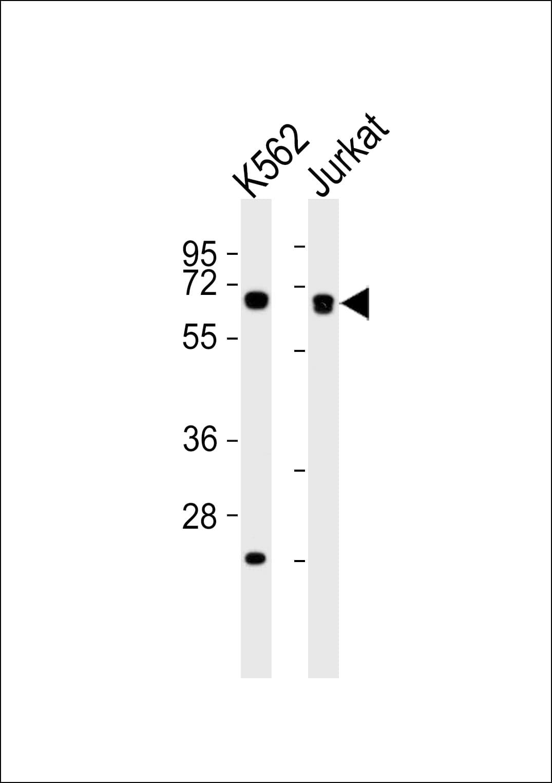 AIFM1 / AIF / PDCD8 Antibody