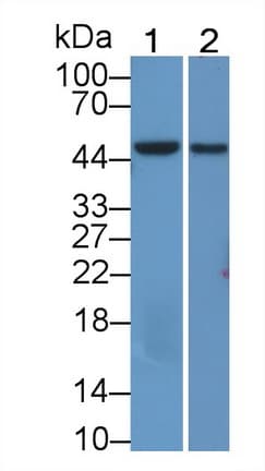 OGG1 Antibody (aa31-345, APC)