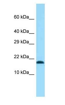 TMEM50B Antibody (aa49-98)