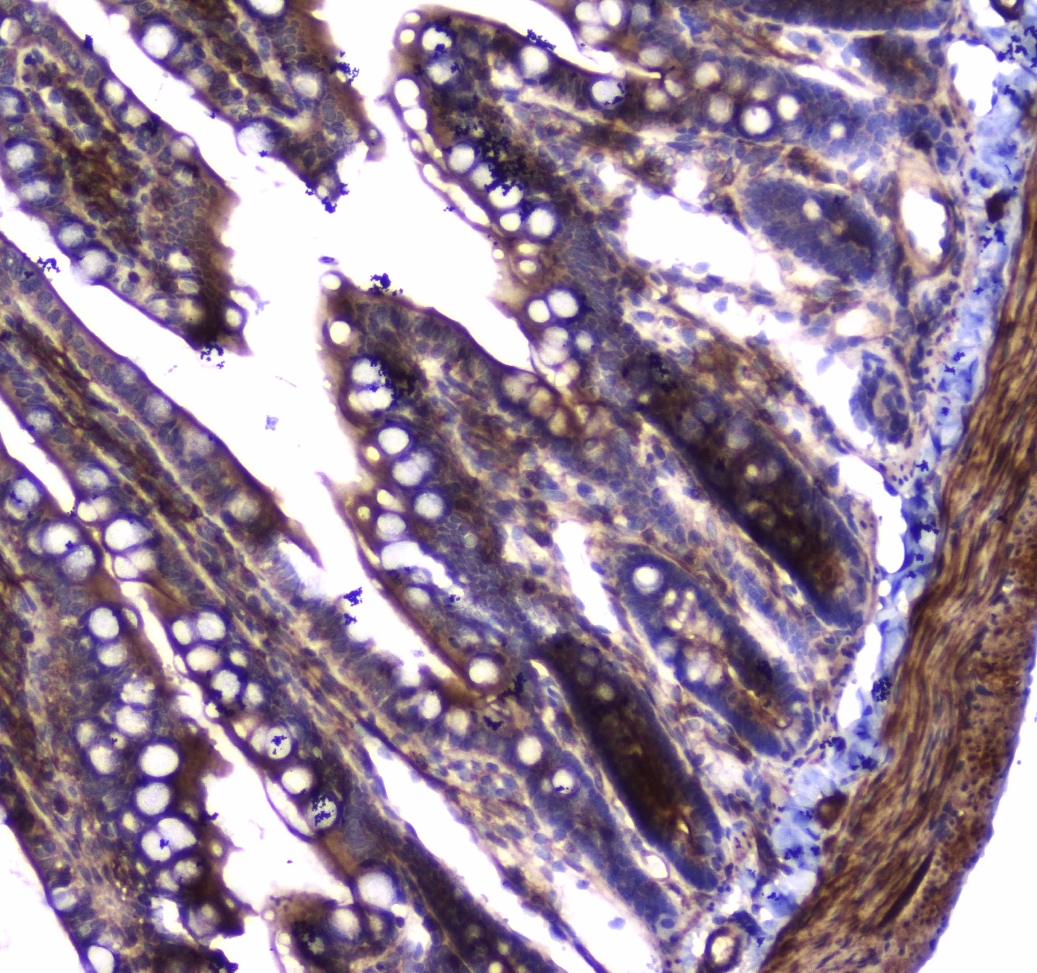 DNM1 / Dynamin Antibody